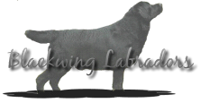 Blackwing Labradors